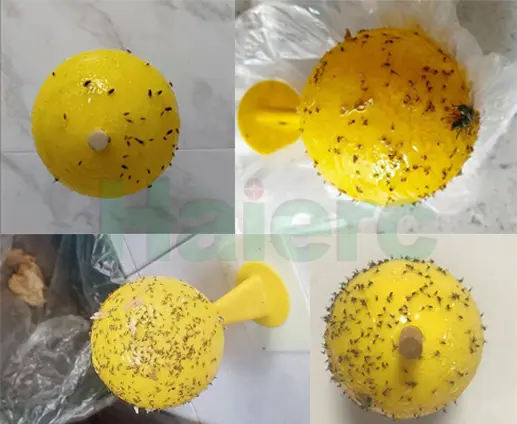 粘虫效果