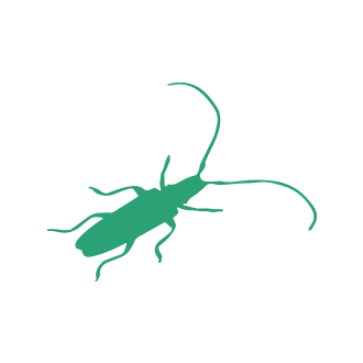 Cockroach Pest Control