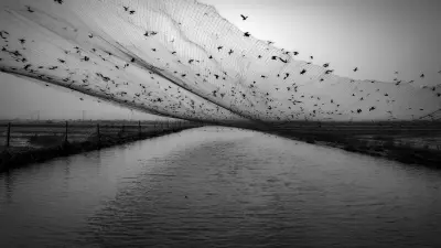 Unmatched Excellence in Bird Protection: The Rise of China’s Best Anti Bird Net Industry