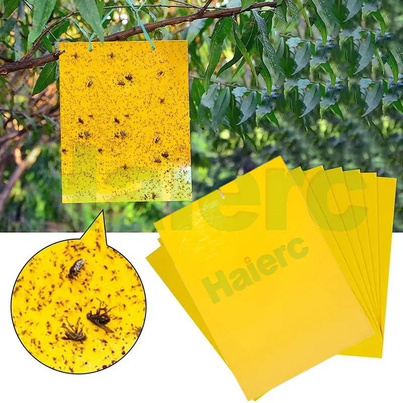 A Brand New Eco-Friendly Insect Control Solution: Waterproof and Heat-Resistant Fly Stickers