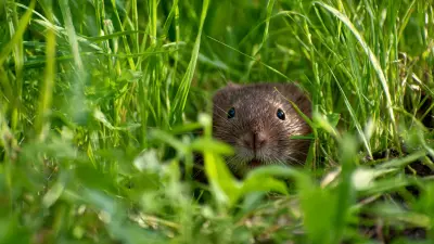 Top 10 Gopher Trap Tips: Proven Strategies for Effective Rodent Control