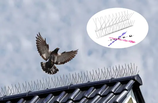 Innovative Bird Control Solutions The Rise Of Bird Spikes