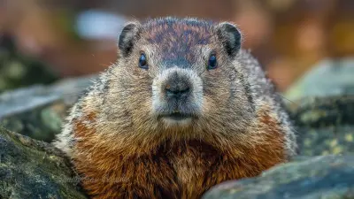 Effective Groundhogs Trap Techniques: A Comprehensive Guide for Homeowners