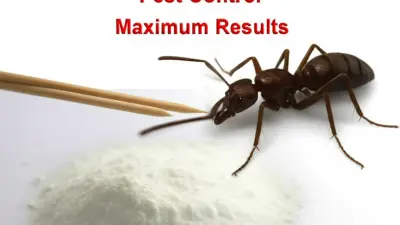 How to Effectively Use Ants Killing Powder for Maximum Pest Control Results