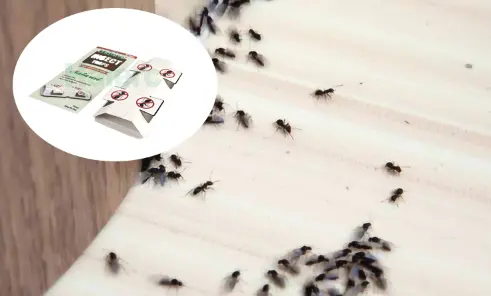 Environmentally Friendly Home Pest Control Solution: Ultimate Insect/Ant Sticky Traps