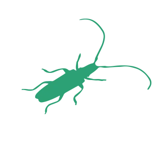 Cockroach Pest Control1