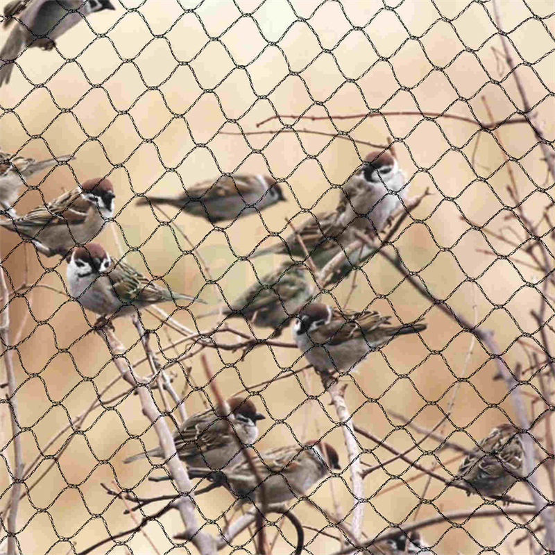 anti bird net (5).jpg