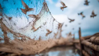 Challenges Faced by Buyers When Sourcing the Best Bird Net Solutions
