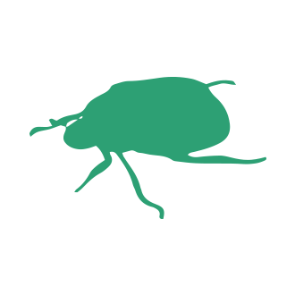 Bed Bug & Flea Pest Control1